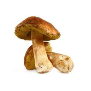 Champignon cèpe vrac